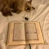 بـالـقــࢪأن نـه‍ـتـدي 🍃📚  <بينات معلومات قرآטּ خواطر إقتباسات حكم شرح ث د ر ف ه ي ع ص ض ك> WhatsApp Channel
