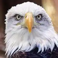 Eagle Eye Network WhatsApp Channel