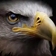 Eagle Eyes Stock in Focus WhatsApp Channel