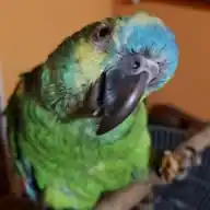 El Carlitos loro WhatsApp Channel