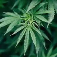 FOCUS online | 420 - News und Infos zur Cannabis-Legalisierung WhatsApp Channel