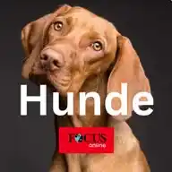 FOCUS online | Hunde: Die besten Tipps für Hundehalter🐶 WhatsApp Channel
