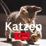 FOCUS online | Katzen: Die besten Tipps für Katzenhalter🐱 WhatsApp Channel
