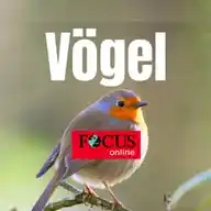 FOCUS online | Vögel: Alle Infos rund um Vögel WhatsApp Channel