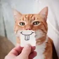 Lustige Tiervideos - funny animals WhatsApp Channel