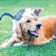 Pais de Pets | Dicas e curiosidades WhatsApp Channel