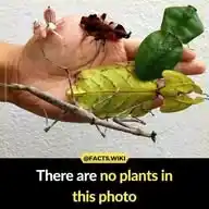 𝑹𝒂𝒏𝒅𝒐𝒎🌍𝑭𝒂𝒄𝒕𝒔 WhatsApp Channel