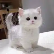 رڪـ𓂆ـن هادۍ🦋✨ ⊁ WhatsApp Channel