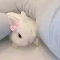 ᖗᰍㅤ🌸֘ㅤ🄽⃓⵿֟🄸⃓꯭🄽⃓⵿֟🄸ㅤ𔓕
 ㅤ𝙶⵿֟𝙻͝𝙰꯭͝𝙼꯭͝𝙾͝𝚄꯭͝𝚁ㅤ🐇ㅤ⪨ WhatsApp Channel