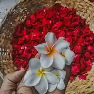 𝐒𝐓𝐀𝐓𝐔𝐒 - কাঠগোলাপ »  ⃝🌸💦🌝 WhatsApp Channel