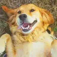 UOL | Cachorros WhatsApp Channel