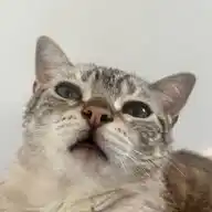 Gato Miu | Dicas pra gatinhos WhatsApp Channel