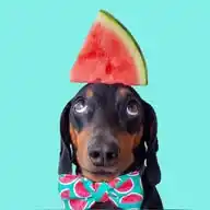 Harlso the Balancing Hound WhatsApp Channel