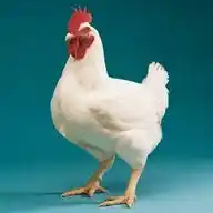Patna Mandi-01 WhatsApp Channel