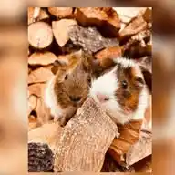 🐹🫶🏻Meine Meerschweinchen 🐹 Welt💞 WhatsApp Channel