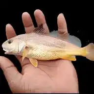 Odisha Sea Fishing 🎣 WhatsApp Channel