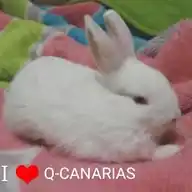 Q-Canarias Oficial WhatsApp Channel