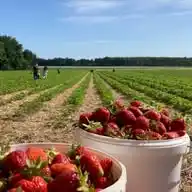 Selbstpflücken Döpke 🍓 WhatsApp Channel