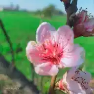 طبيعه الجمال 💕 WhatsApp Channel