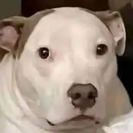 BradinskyYT WhatsApp Channel