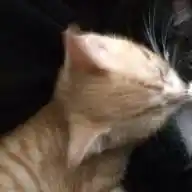 } ƘƖƬƬƳ ƓƠ! 3: { WhatsApp Channel