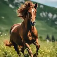 MJ's Horses WhatsApp Channel