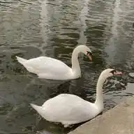 𓍯𓂃 𝒕𝒆𝒔𝒕𝒊 𝒃𝒚.𝒉𝒂𝒏𝒂𝒏𝒊𝒈𝒕𝒉𝒔 𖹭 WhatsApp Channel