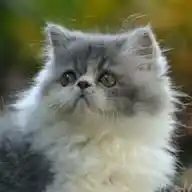 Adopsi Kucing Jogja-Kedu WhatsApp Channel