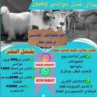 قناة مواشي عمان WhatsApp Channel