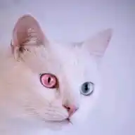 LAS OFERTAS DEL GATO WhatsApp Channel