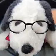 Lin WhatsApp Channel