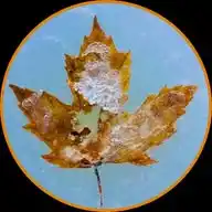 Maple Kitchen WhatsApp Channel