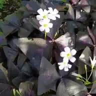 Strength In Bloom🌻 WhatsApp Channel