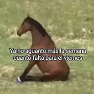 Basta WhatsApp Channel