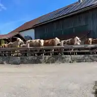 Bio Weide Jungrind vom Pankrazhofer WhatsApp Channel