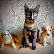 Cane E Gatto Da Salvare, Adotta Un Amico WhatsApp Channel