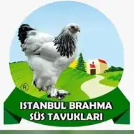 İstanbul Brahma Süs Tavukları WhatsApp Channel