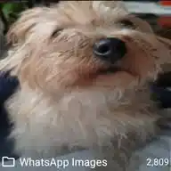 mili la mejor dunkin WhatsApp Channel
