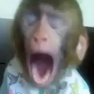 MonkiEntertaiment 🐵 WhatsApp Channel