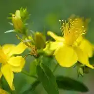 Natursinne WhatsApp Channel