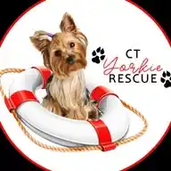 Yorkie Rescue in Cape Town WhatsApp Channel