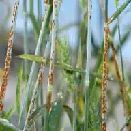 Agriculture Biology WhatsApp Channel