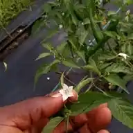 Agrolegit WhatsApp Channel