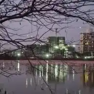 Bird Strike In NMIA due To Destruction Of Navi Mumbai Wetlands Despite BNHS Recommendations WhatsApp Channel