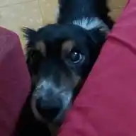 karen bubble WhatsApp Channel