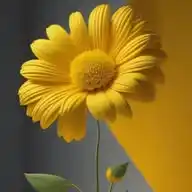 پرمختګ WhatsApp Channel