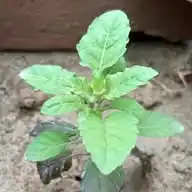 संत पांडेजी WhatsApp Channel