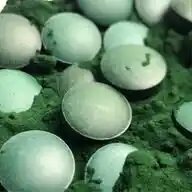 spiruline-pure.com WhatsApp Channel