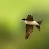 Wildlife with Nikon Z8 180-600 mm lens  WhatsApp Channel
