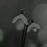 بُستاني الأسـود ¦🖤🌿 .• WhatsApp Channel